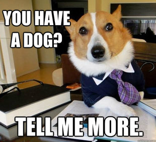 Lawyer Dog