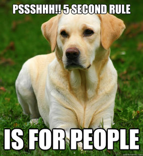 Dog Logic