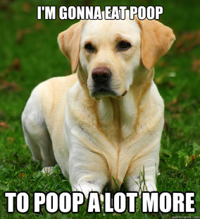 Dog Logic