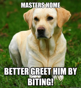 Dog Logic