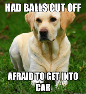 Dog Logic