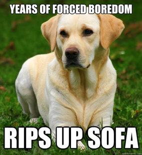 Dog Logic