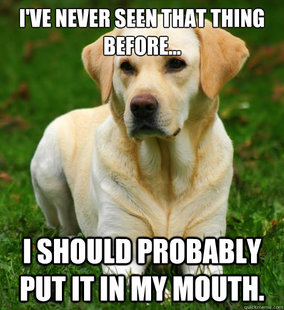 Dog Logic