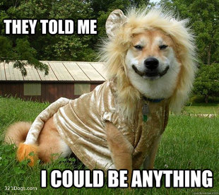10 Dog