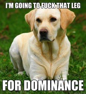 Dog Logic