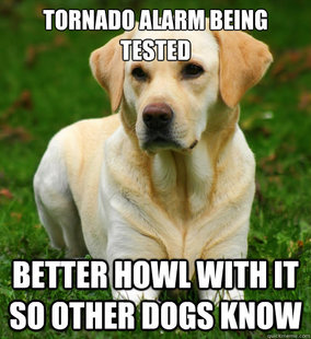 Dog Logic