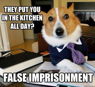 Lawyer Dog