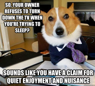 Lawyer Dog