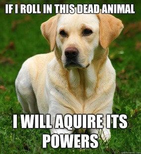 Dog Logic