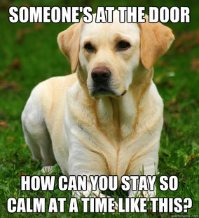 Dog Logic
