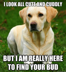 Dog Logic