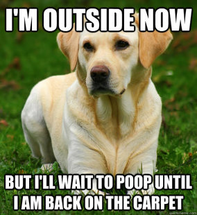 Dog Logic