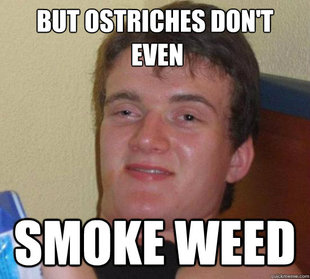 Really High Guy