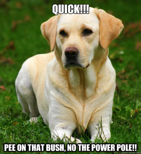 Dog Logic