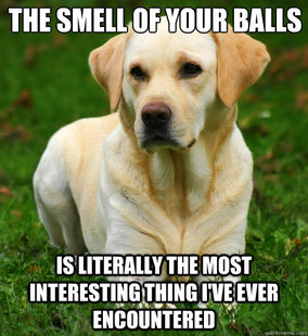 Dog Logic