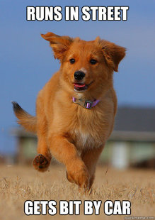 Ridiculously Photogenic Puppy