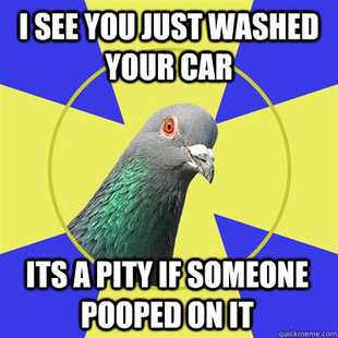 Religion Pigeon