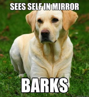 Dog Logic