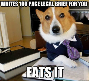 Lawyer Dog