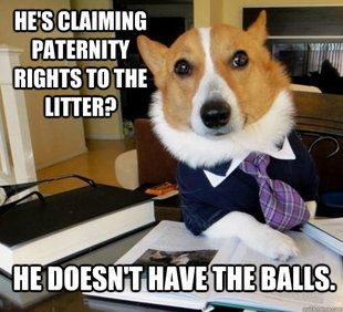 Lawyer Dog