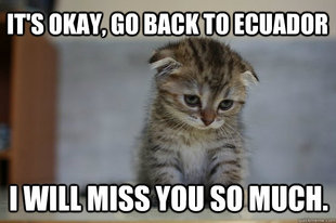 Sad Kitten
