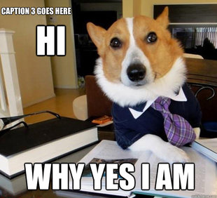 Lawyer Dog