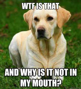 Dog Logic