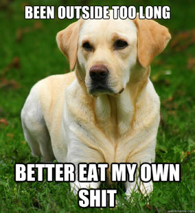 Dog Logic