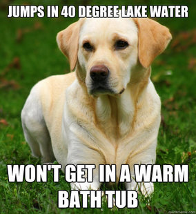 Dog Logic