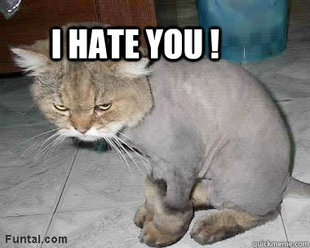 Angry cat