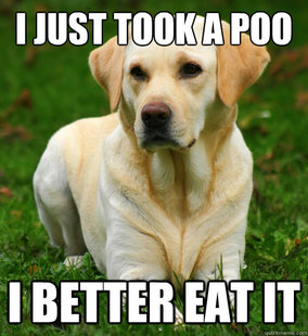 Dog Logic