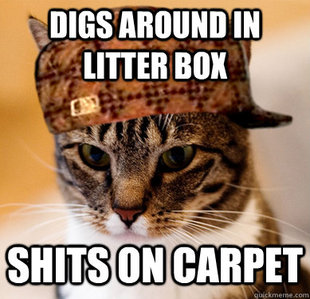 Scumbag Cat