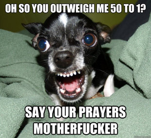 Chihuahua Logic