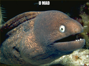 Caught in the act Moray