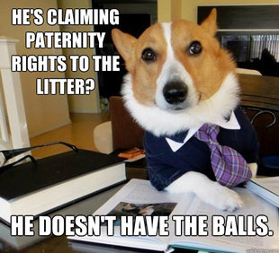 Lawyer Dog