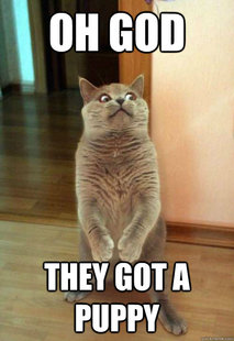 Horrorcat
