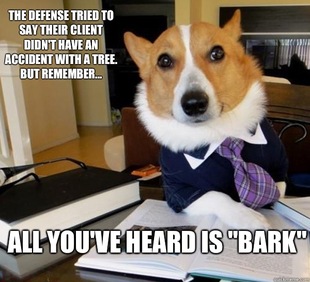 Lawyer Dog
