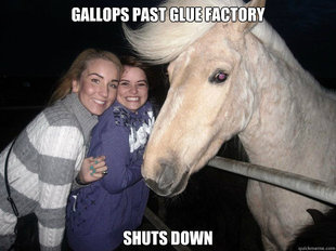 Ridiculously Photogenic Horse