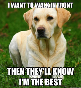 Dog Logic