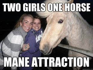 Ridiculously Photogenic Horse