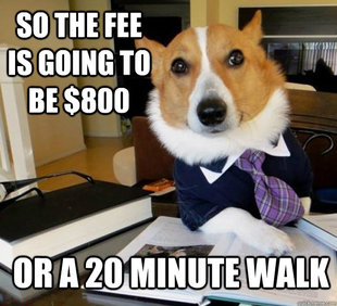 Lawyer Dog
