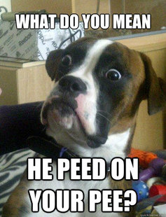 Baffled boxer