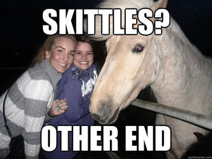 Ridiculously Photogenic Horse