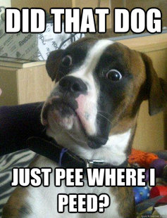 Baffled boxer