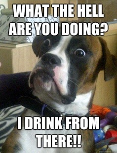 Baffled boxer
