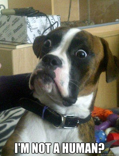 Baffled boxer