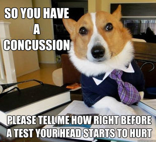 Lawyer Dog