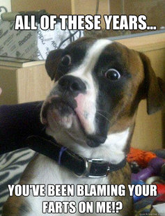 Baffled boxer