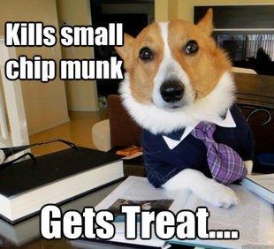 Lawyer Dog