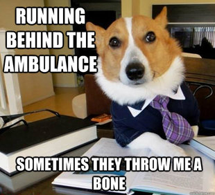 Lawyer Dog
